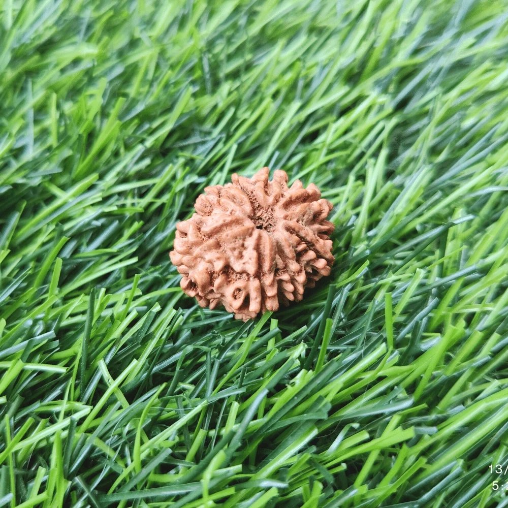 8 Mukhi Rudraksh