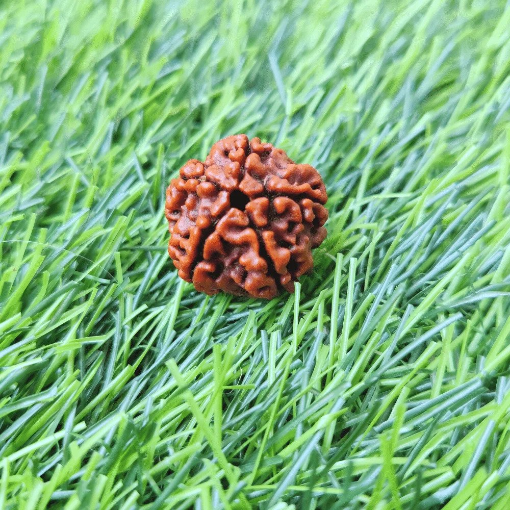 5 Mukhi Rudraksh