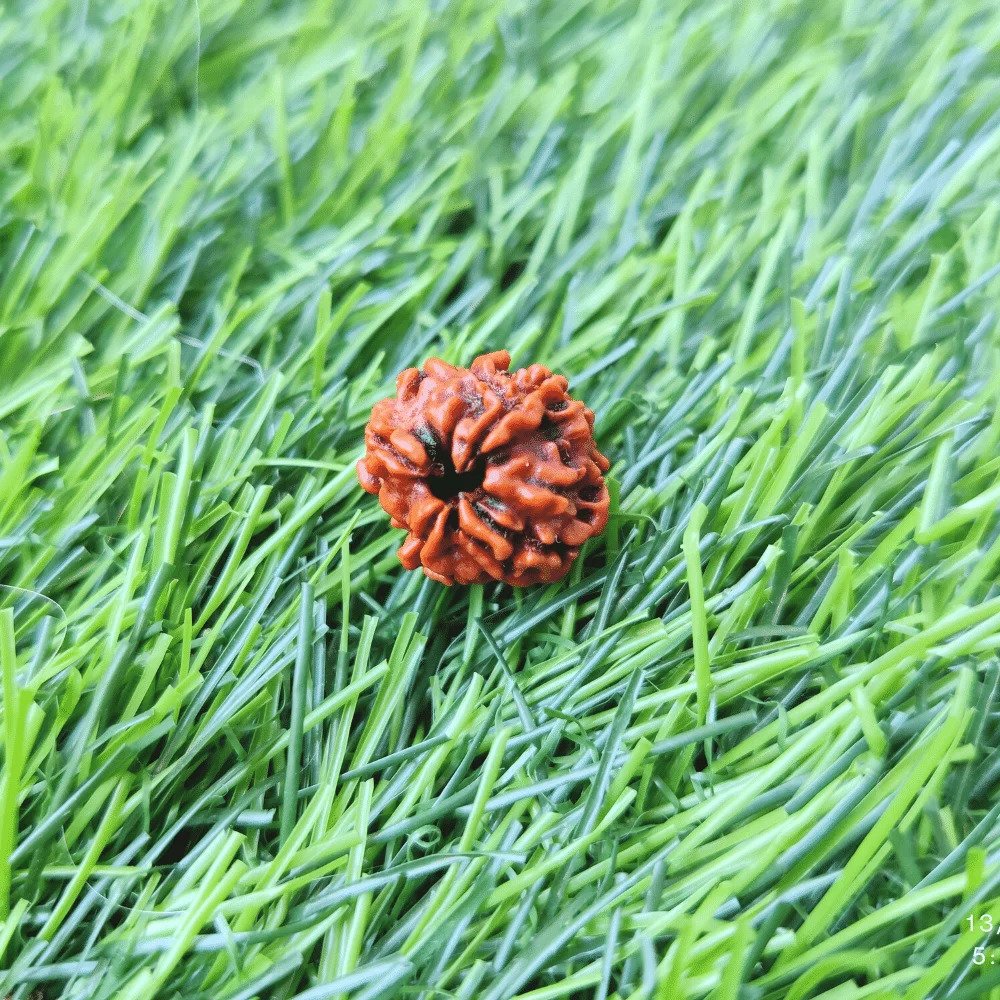 4 Mukhi Rudraksh