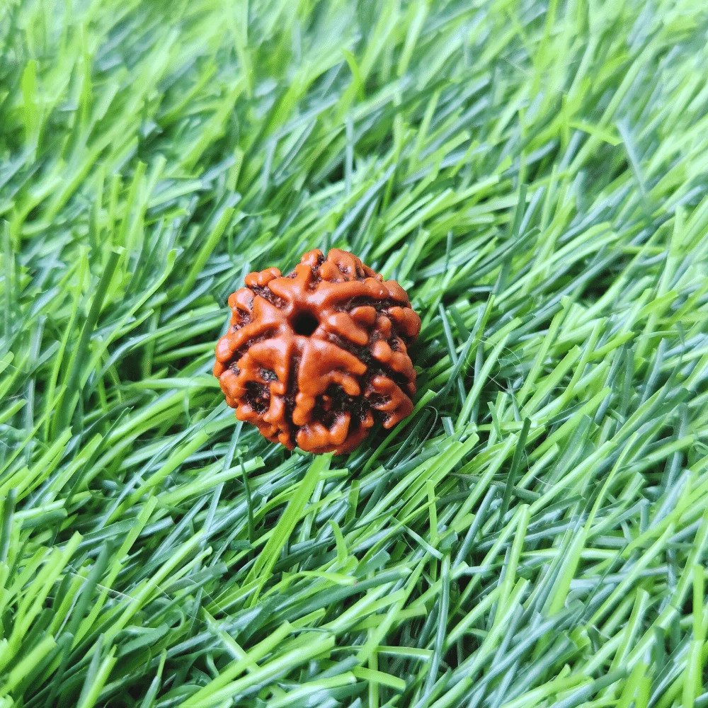 6 Mukhi Rudraksh