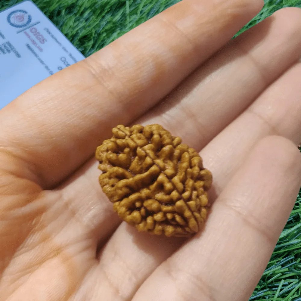2 Mukhi Rudraksh